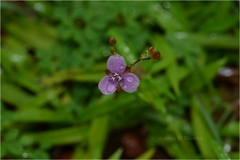 Murdannia dimorpha